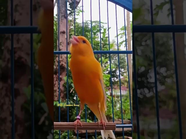 Kenari mania || Kicau mania || Canary singing || Canaries singing || Canario belga #canários #shorts