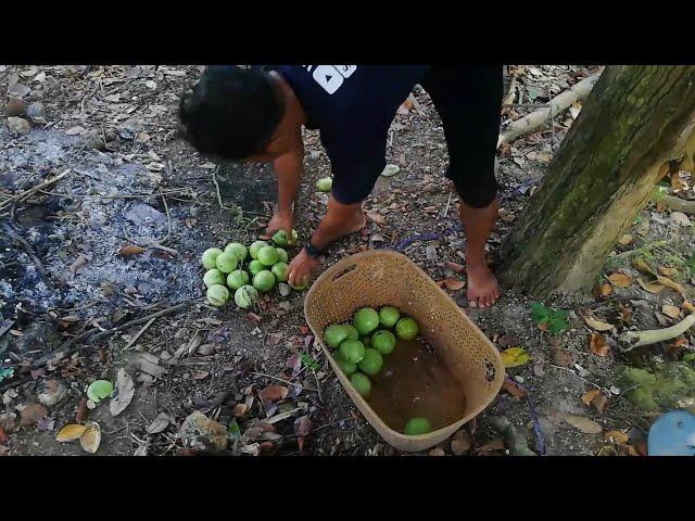 Panen genitu /apel umbel di desaku, makaanan kesukaan warga di kampungku || hidup desa