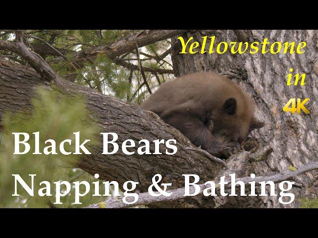 Black Bears Napping and Bathing | Yellowstone in 4K | Inspire Wild Media