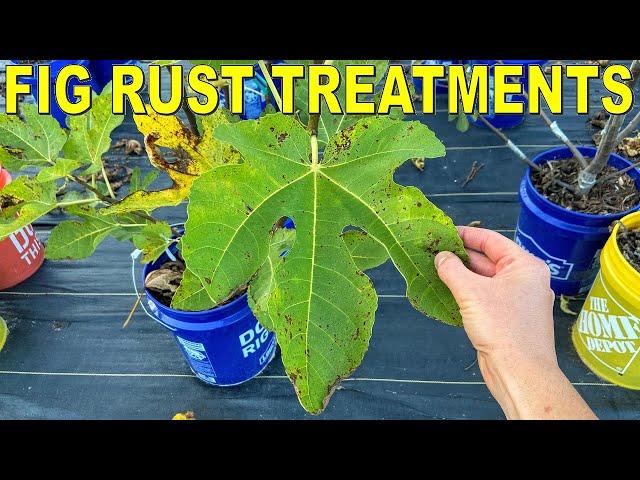 Fig Rust Causes And Fig Rust Treatment: In Ground VS Container Figs