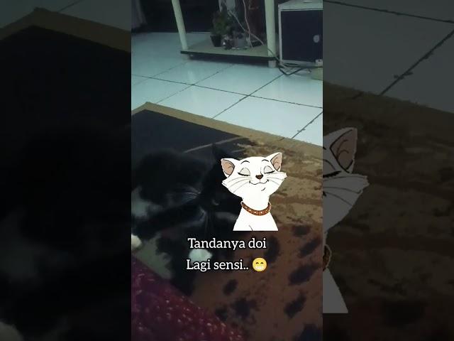 review vlog kucing ngambek #review #vlog  #pemersatubangsa #love #qoutes #cat #short