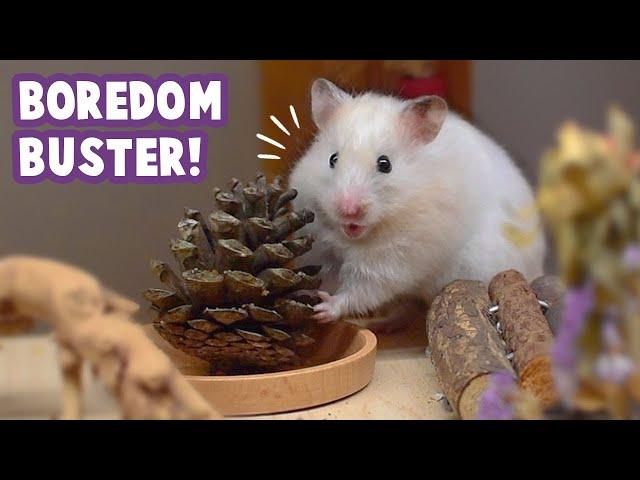 Zero-Cost Pinecone Toys Your Hamster Will Love! 