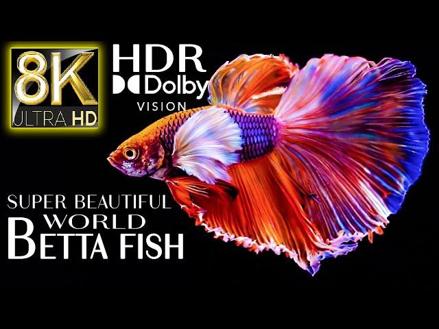 Super Beautiful World Betta Fish in 8k HDR 60fps Dolby Vision | Best of 2022 with Relaxing Music