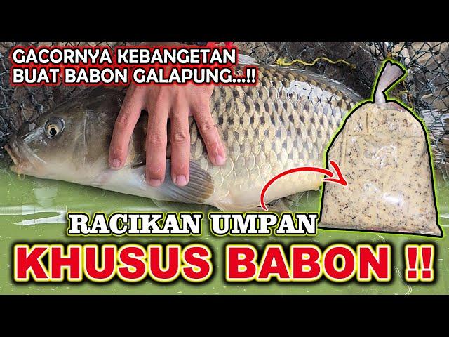 RACIKAN UMPAN TERGILA !! RESEP UMPAN IKAN MAS BABON LOMBA GALAPUNG GACORNYA KEBANGETAN 