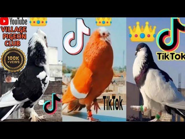 Pigeon  | ️ Pigeon tik tok | pigeon tik tok  video |  Kabutar tik tok | kabutar tiktok video