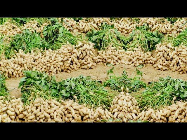 Peanut Agriculture Process,  Peanut Harvesting, peanut cultivation processing, How to farming peanut