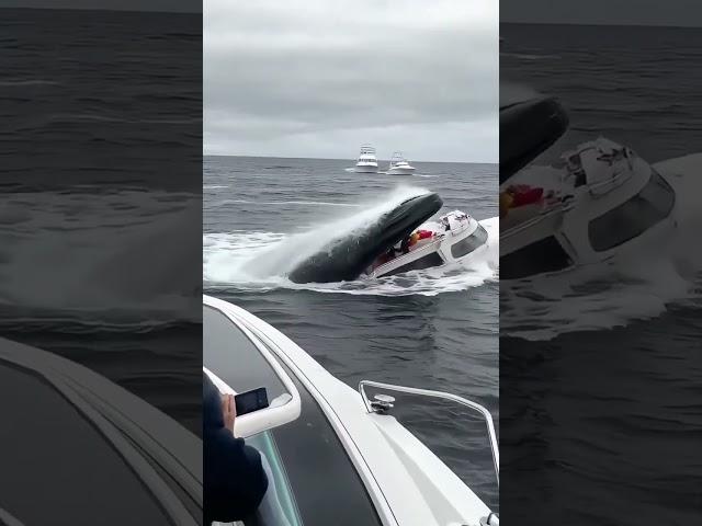 Big fish trying to eat boat ️with peoples #fish #attack #sea #boat #trending #shorts