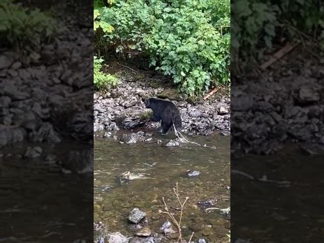 Black bear in the process of passing multiple parasites