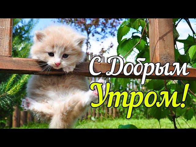 С ДОБРЫМ УТРОМ и Хорошим ДНЕМ! Красивая Музыкальная Открытка с Пожеланиями Доброго Утра! С. Чекалина