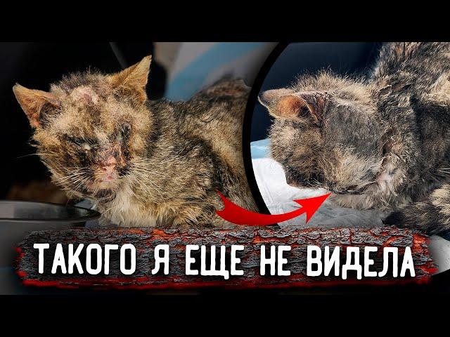 ШОК У Кота нет 20% кожи. Последствия самовыгула. НЕ для слабонервных. Я сделала все, что смогла