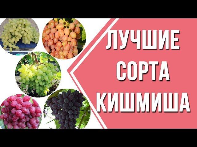 5 сортов кишмишей.  Лучшие сорта кишмиша