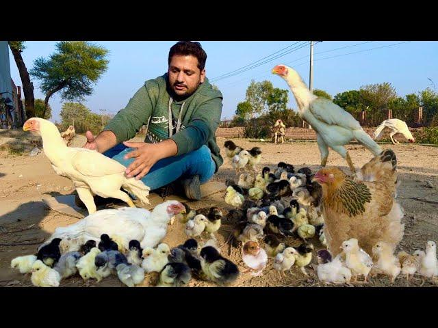 100 chicks care challenge Parrot beak long tail, White Shamo, Hen Hatching Eggs, Hsn Entertainment