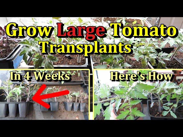 Grow Large Tomato Transplants Indoors in Just 4 Weeks (One Simple Change for Larger Plants)