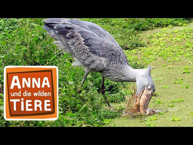 Sushi, der Schuhschnabel | Reportage für Kinder | Anna und die wilden Tiere