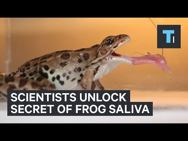 Slow-motion footage reveals the unique way frog's capture their prey