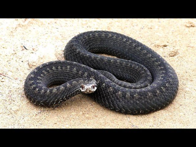 Poisonous snake. Black adder. The reaction of the snake to the motion.