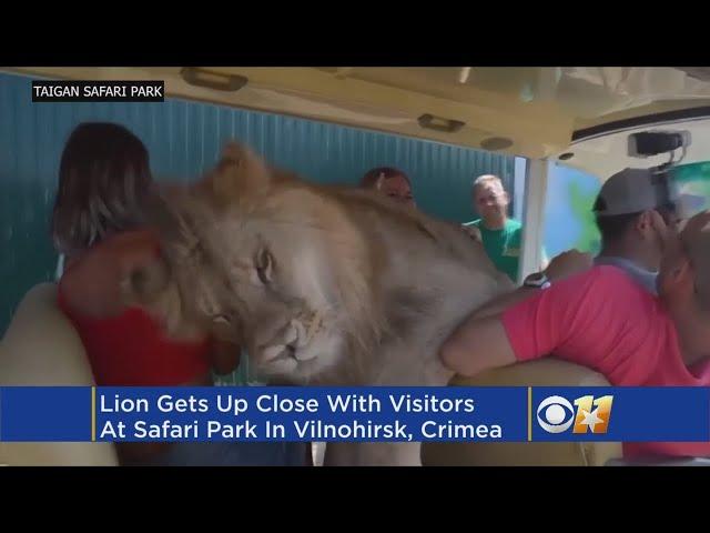 Lion Love: Lion Climbs Into Tourist Car To Cuddle