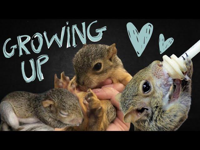 Rescued Baby Squirrel is Growing Up!