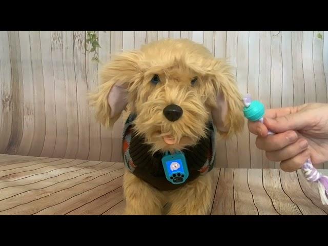 Skyrocket Moji the Lovable Labradoodle - Test mode button - Putting Moji in test mode