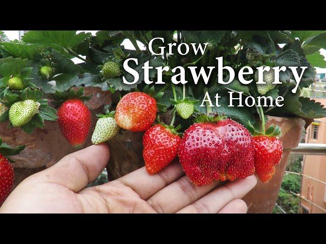 Strawberry Plant Care || How To Grow Srawberry at Home in a Pot || 