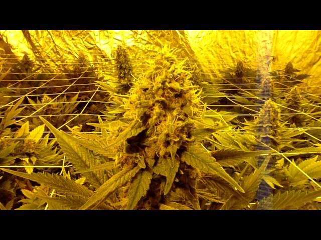 Cheese grow journal day 56