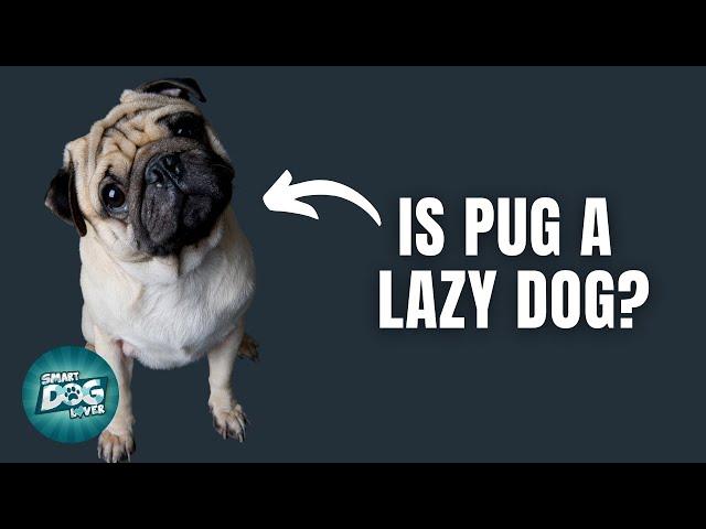 12 Things Only Pug Owners Understand