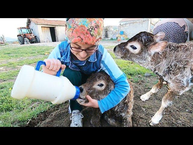 SARI KIZIMIZIN BUZAĞISI OLDU~İLK ADIMLAR~İLK SÜT EMMESİ~A DAN Z YE HEPSİ.