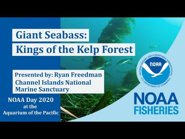 Giant Sea Bass: Kings of the Kelp Forest - Virtual NOAA Day at the Aquarium of the Pacific