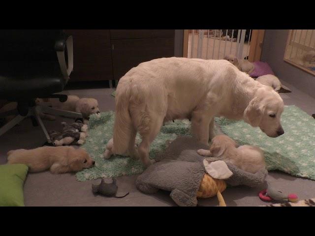 How an experienced dog mother teaches her 8 weeks old puppies to be calm. www.sentfromheaven.at