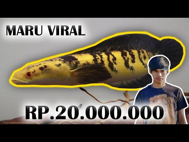 TAWAR MARU VIRAL "CIKUNING" MILIK FAJAR ARIEF !!!