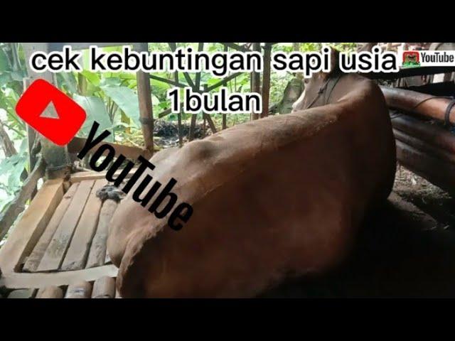 cara Mengatahui kehamilan sapi baru menginjak 1bulan