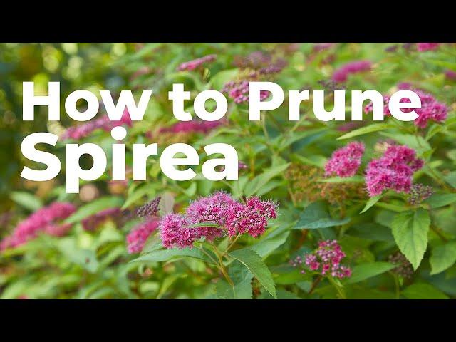 How to Prune Spirea in Early Spring