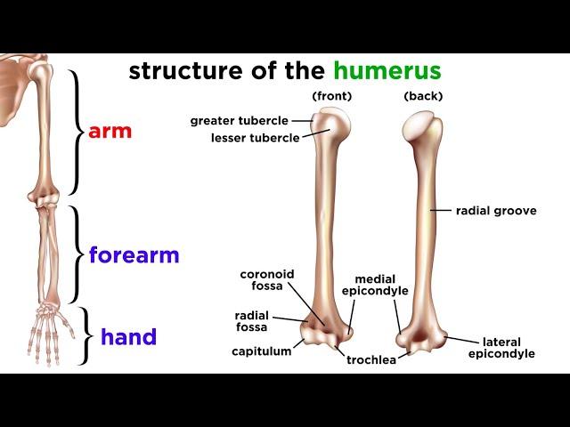 The Skeletal System