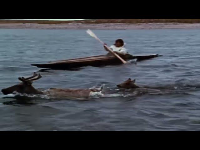 Tuktu- 10- The Caribou Hunt (Inuit traditional hunting techniques)