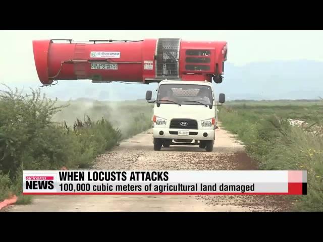 Locust invasion in southern Korea under control   메뚜기 습격 사건... 해남 메뚜기떼 방제 마무리