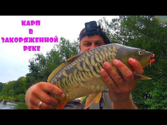 ЛОВЛЯ КАРПА УДОЧКОЙ С БОКОВЫМ КИВКОМ В ЗАКОРЯЖЕННОЙ РЕКЕ! Рыбалка с ночевкой!