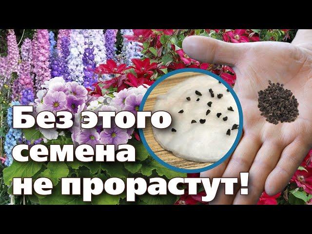 ПОЧЕМУ НЕ ПРОРАСТАЮТ СЕМЕНА. ПРОСТЫЕ СПОСОБЫ СТРАТИФИКАЦИИ