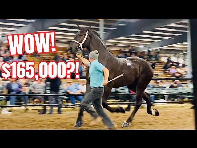 Massive Draft Horse Auction In Indiana!