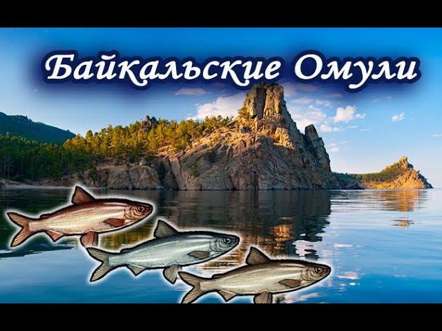 Квест Омули выполнен. Русская Рыбалка 3.99.