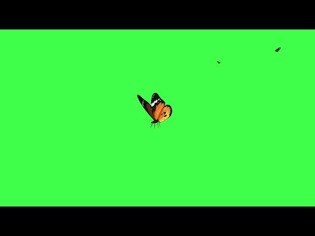 Animated Butterfly Green Screen Amazing Landing Effects