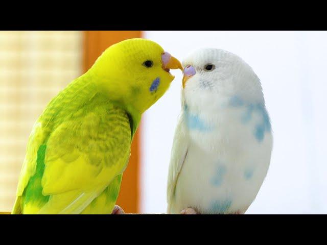 Budgie Sounds for Lonely Budgies