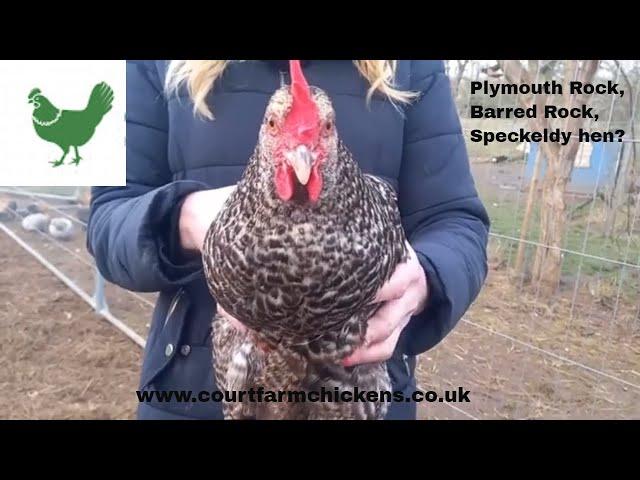 Plymouth Rock Chicken - Hybrid hen