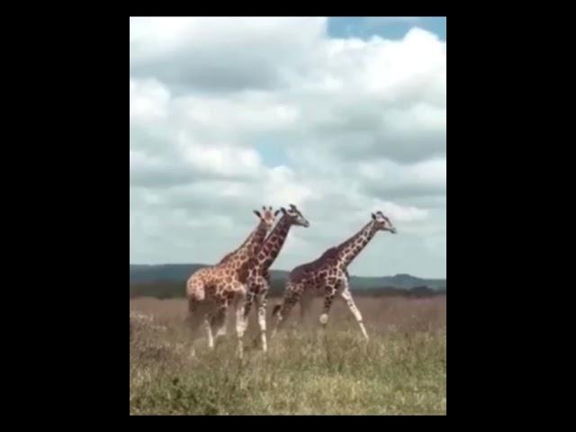 El Medio Ambiente