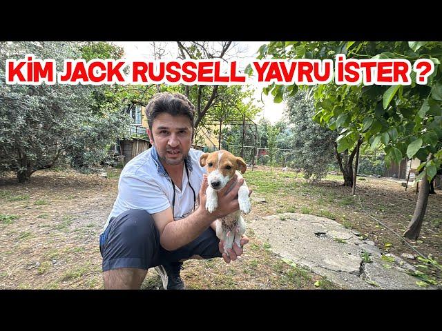 Jack Russell Çetesine Bit Pire Operasyonu Düzenledik Son Aşılarını Yaptırıyoruz