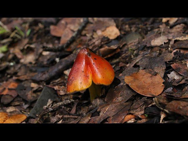 Fungi and Lichens form Tenerife- Canary Islands