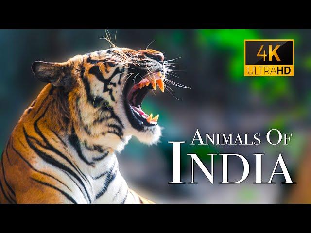 India Wildlife In 4K - Amazing Scenes Of India's Animals | Scenic Relaxation Film