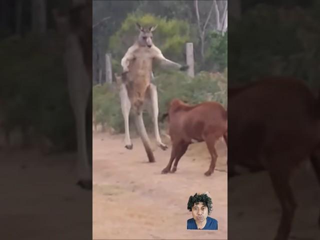 KANGGURU VS KAMBING SIAPA YANG MENANG??#kangaroo #goat #animals #animalsfighting