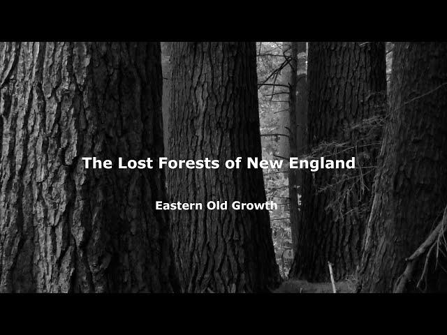 The Lost Forests of New England:  Eastern Old Growth