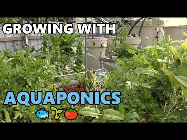 Aquaponic Update | Deep Water Culture, College of Aquaponics & More