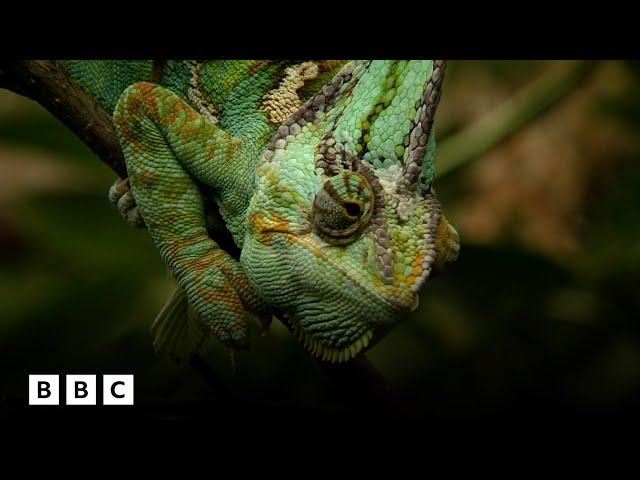 David Attenborough's perplexing history of the chameleon | BBC Global